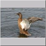 Anas platyrhynchos - Stockente 09.jpg